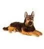 Plush German Shepherd Dog, 32 Inches Long, Realistic Fur Detail