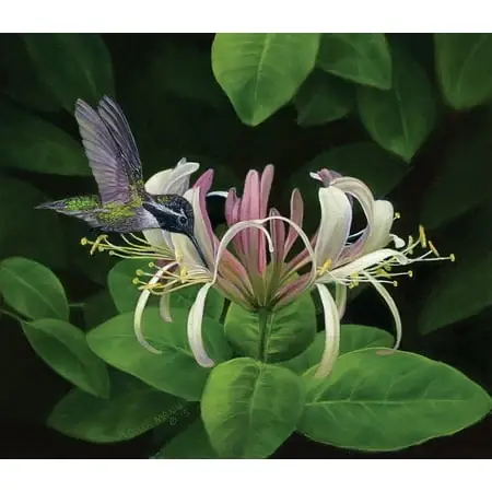 Finding Nectar 550 Piece Jigsaw Puzzle By Sunsout Inc
