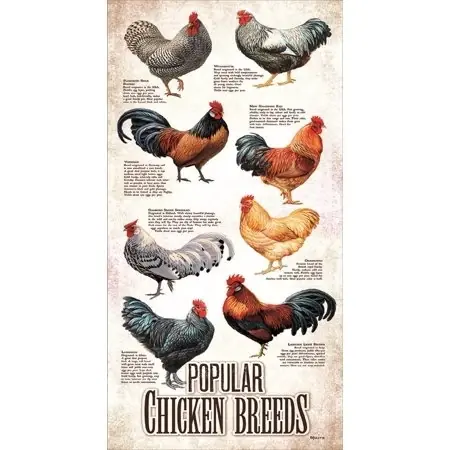 Sunsout Inc Popular Chicken Breeds 500 Piece Jigsaw Puzzle