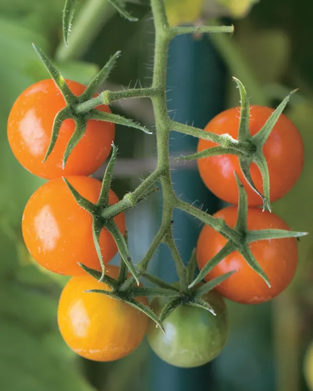 3.5 Inch Customized Tomatoes - Perfect For Gardening And Culinary Use