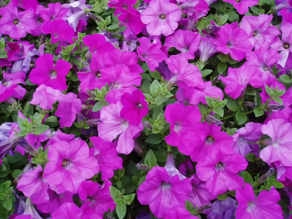 Petunia Flower Varieties - Vibrant Colors For Your Garden