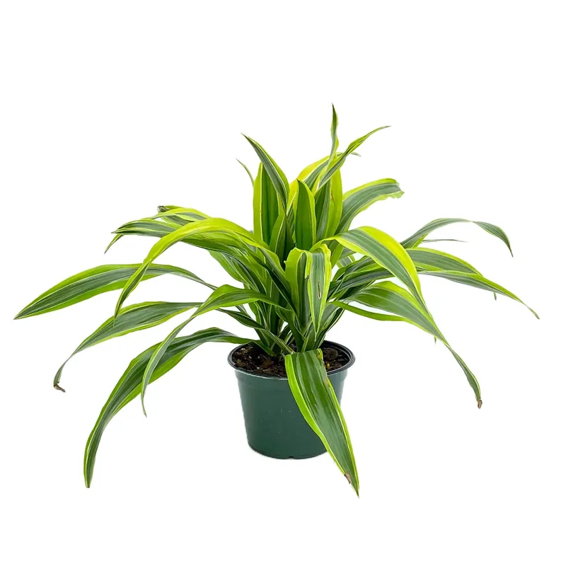Dracaena Plant 6 Inch Potted Indoor Houseplant - Low Maintenance Greenery