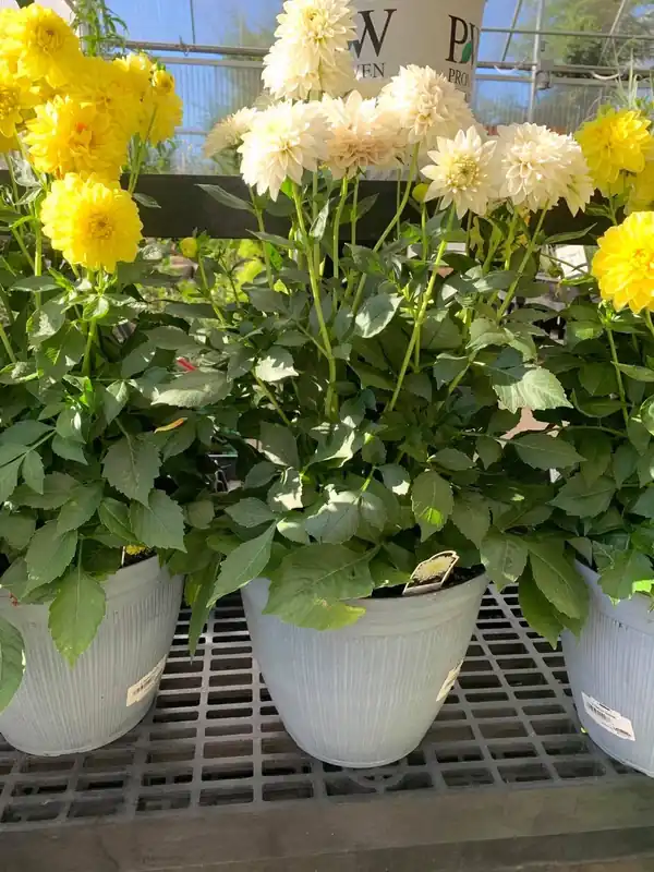 2 Gallon Planter With Reusable Design For Indoor And Outdoor Use