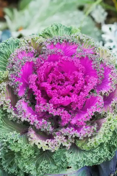 6 Inch Ornamental Cabbage And Kale Plant For Decorative Gardening