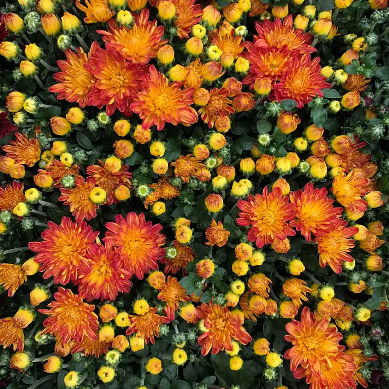 6 Inch Potted Mum Plant - Vibrant Fall Colors For Home And Garden