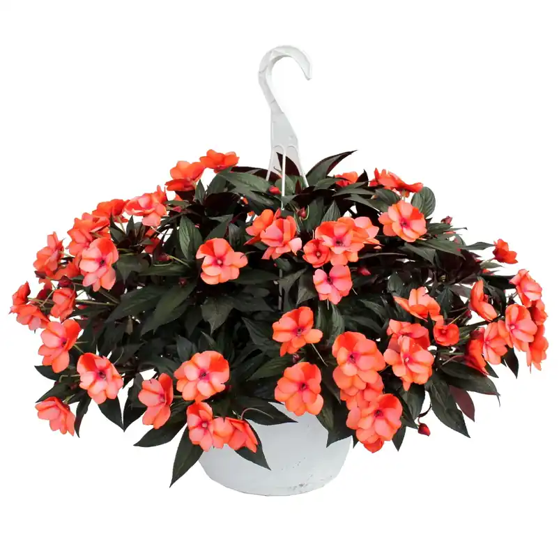 Hanging Basket 12 Inch - Versatile Planter For Indoor And Outdoor Use