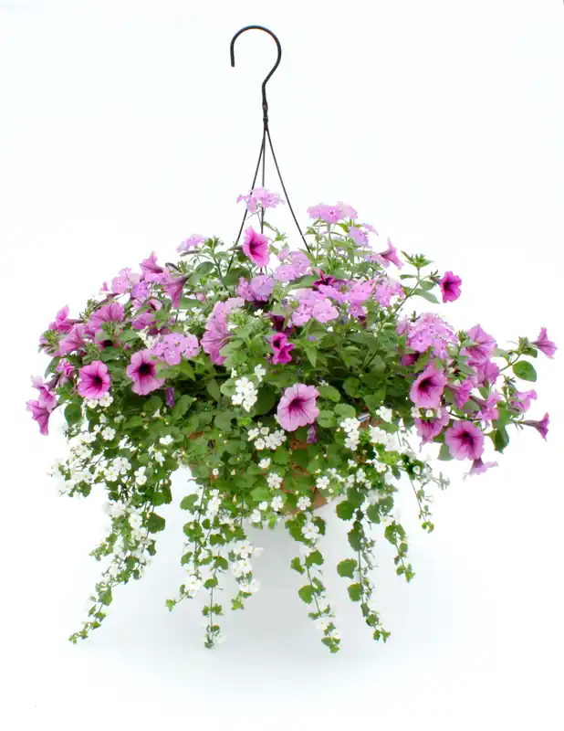 Trailing Petunia Hanging Basket 10 Inch - Vibrant Flowers For Outdoor Decor