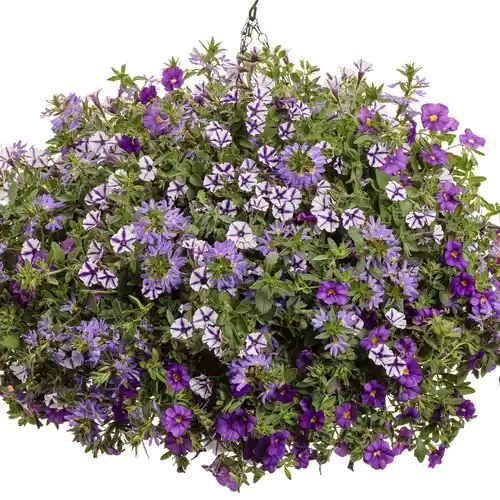Hanging Basket 12 Inch With Vibrant Flowers For Outdoor Decor
