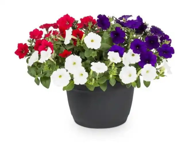 Red, White, Blue 10" Planter