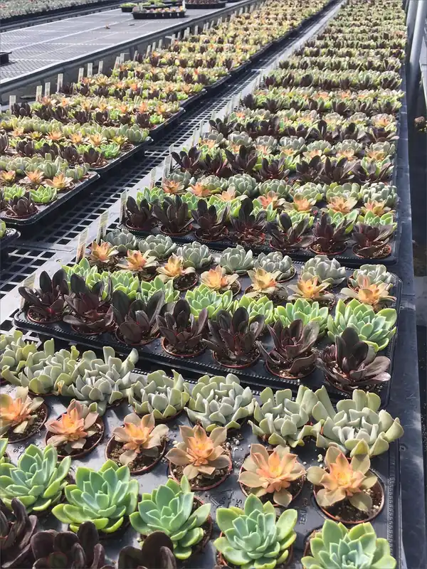 2 Inch Assorted Mini Succulents - Perfect For Home Decor And Gifts