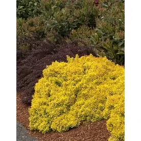 2.6-quart Golden Nugget Dwarf Japanese Bar Feature Shrub - Ornamental Plant