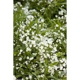 1.6-gallon White Dwarf Nikko Deutzia Flowering Shrub For Gardens
