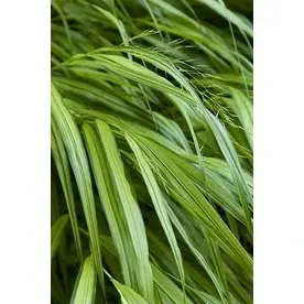 2.6-quart Golden Japanese Forest Grass - Ornamental Perennial Plant