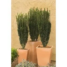 1.6-gallon Sky Pencil Japanese Holly Feature Shrub For Landscaping