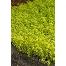 2.6-quart Angelina Stonecrop Plant - Ppaf