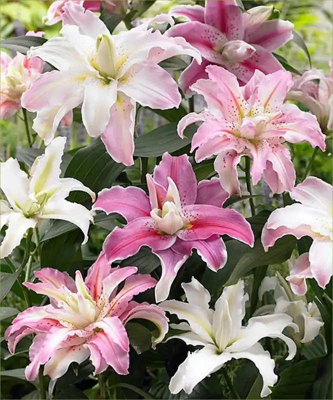 Roselily Blend Bulbs - 4 Pack Of Premium Flowering Bulbs