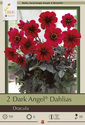 Dark Angel Dracula Dahlia Bulbs - Compact Growth, Dark Foliage, 10-12 Inches Tall