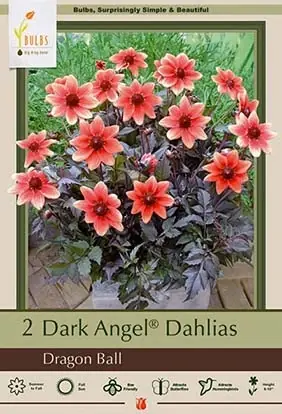 Dark Angel Dahlias - Dragon Ball, 8-10 Inches Tall