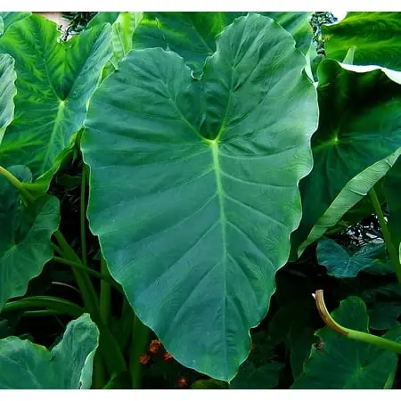 Elephant Ear Plant - 1 Bulb 18 Inches Or Larger - Colocasia Esculenta