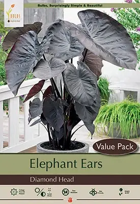 Colocasia Esculenta ‘diamond Head‘ Elephant Ear Bulbs - 48-60 Inches Tall