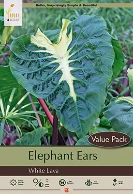 Colocasia Esculenta ‘white Lava‘ Elephant Ear Bulbs - 36-48 Inches Tall