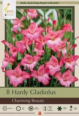 Hardy Gladiolus Nanus ‘charming Beauty‘ - 12-18 Inches Tall