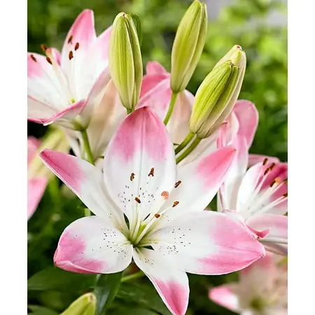 Asiatic Lily - 2 Bulbs 14/16cm For Vibrant Garden Blooms