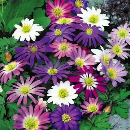 Grecian Windflowers Anemone Blanda Mixture - 20 Bulbs, Hardy, Mixed Colors