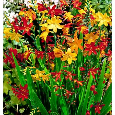 Crocosmilflora Mixture - 8 Hardy Bulbs For Colorful Montbretia Blooms