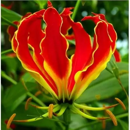 Rothschildiana Glory Lily Bulbs - Vibrant Crimson Red Climbing Flower