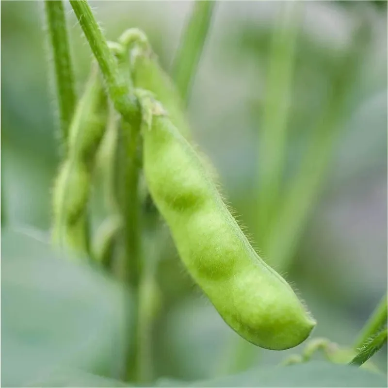 Beans-edamame