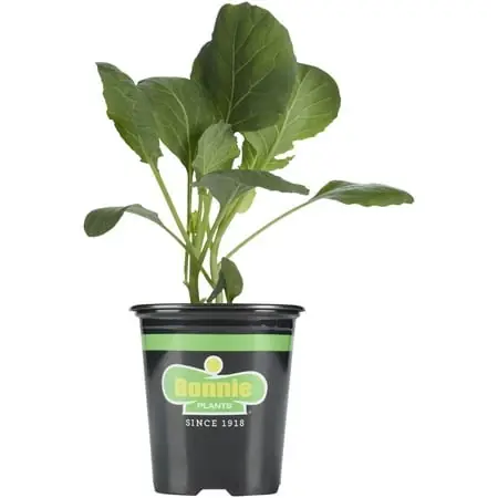 Lieutenant Broccoli Live Plant, 4.5 Inch Pot For Home Gardening