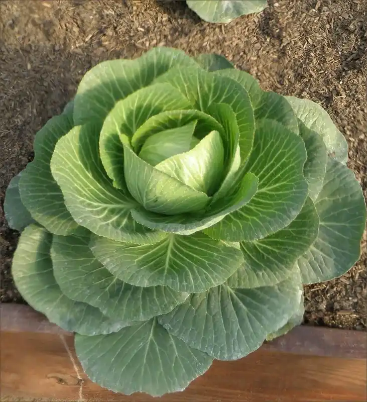 Cabbage-golden Cross