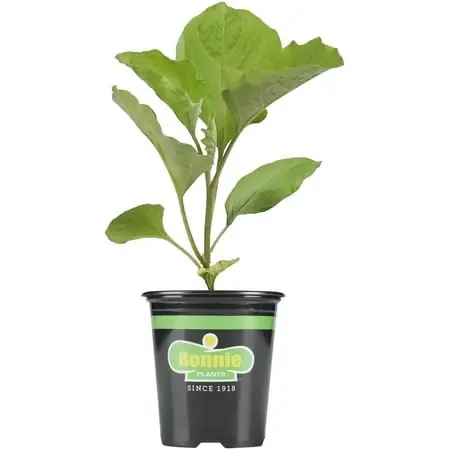 White Hybrid Cauliflower Live Plant, 4.5 Inch Pot, 19.3 Ounce