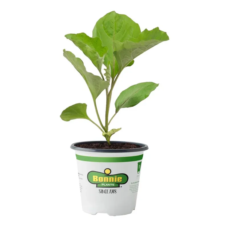 4.5 Inch Eggplant Ichiban - 19.3 Ounce Container