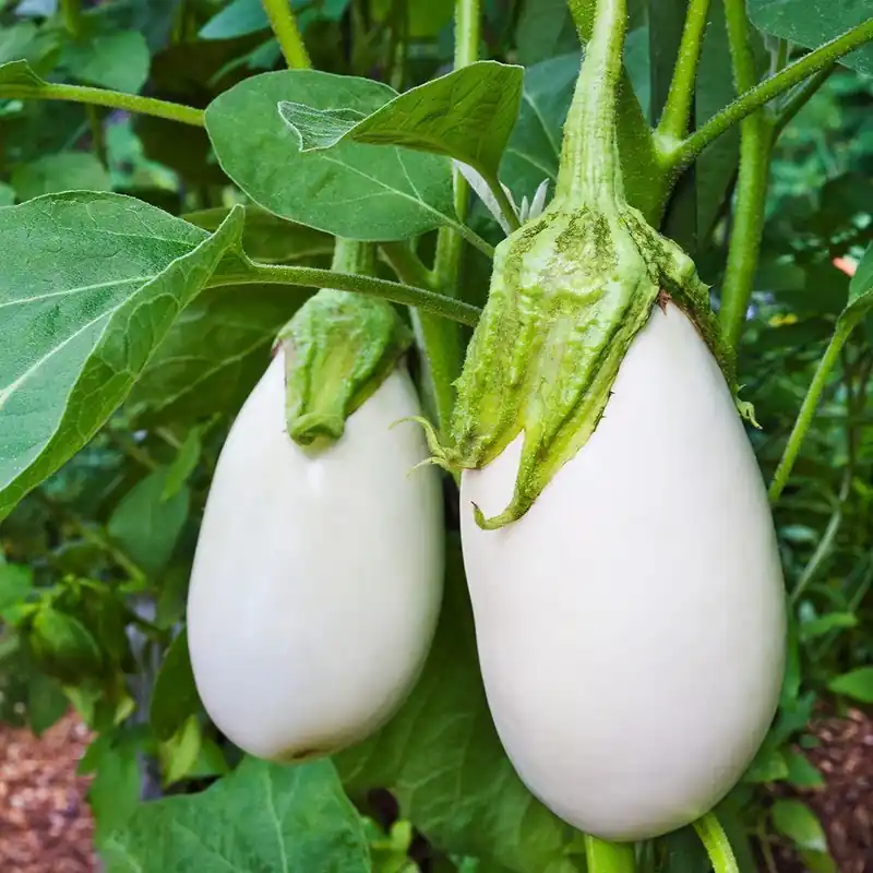 4.5 In. Eggplant-white 19.3 Oz. Potted Plant