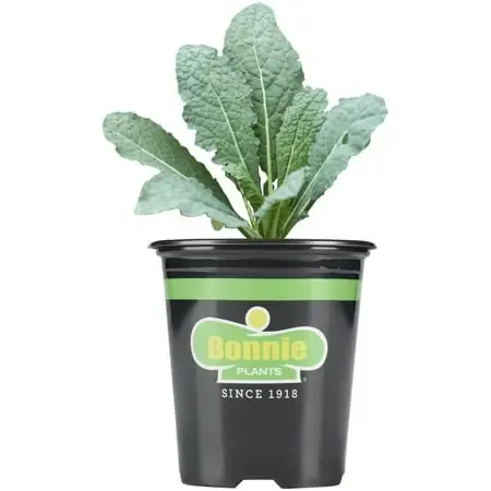 Lacinato Kale 25 Ounce 4.5-inch Potted Plant