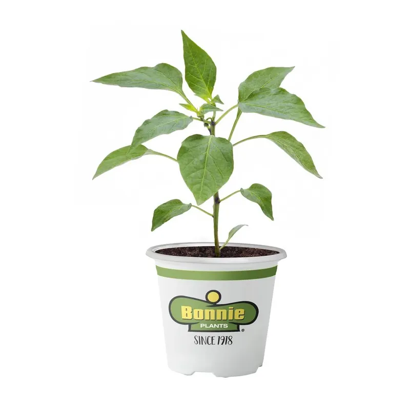 4.5 Inch Green Bell Pepper Plant - 19.3 Ounce Fresh Produce