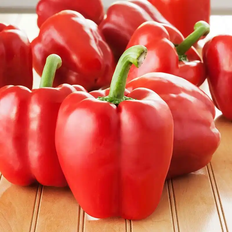 4.5 In. 19.3 Oz. Pepper-red Bell Plant