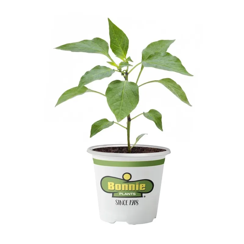 4.5 Inch Yellow Bell Pepper Plant - 19.3 Ounce Fresh Produce