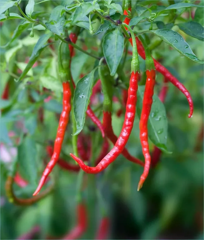 Pepper-chili De Arbol