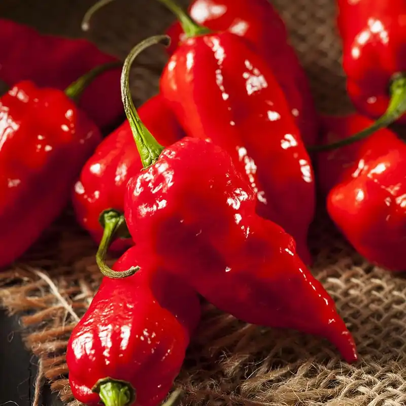 4.5 Inch 19.3 Ounce Pepper-ghost Pepper Red Plant - Model 3150