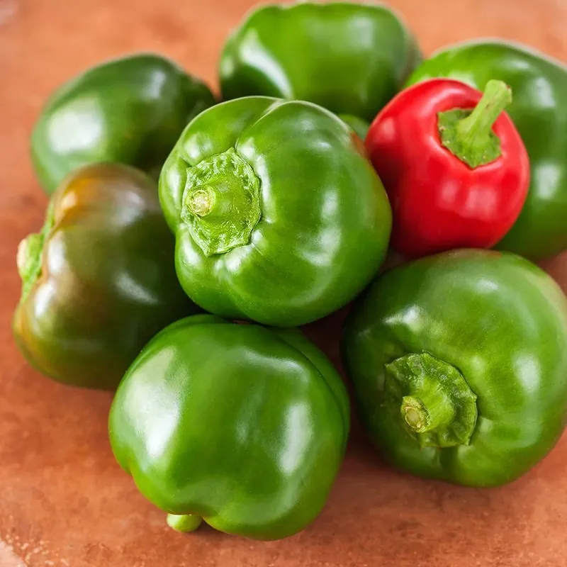 4.5 Inch 19.3 Ounce Pepper Mexibell Plant - Bonnie Plants Model 2902
