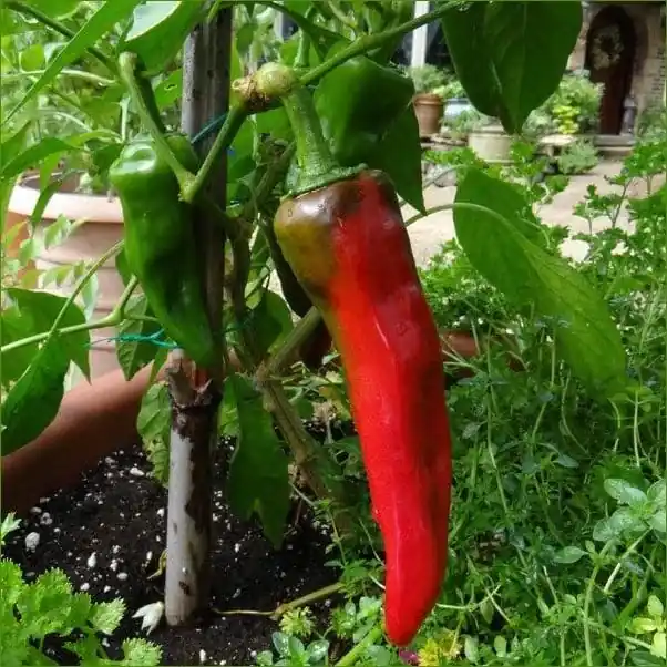 Pepper-new Mex 6-4l