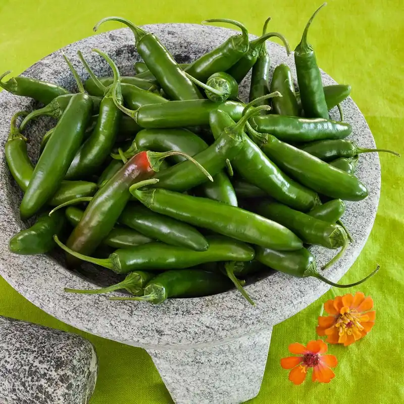 4.5 Inch 19.3 Ounce Pepper-serrano Plant - Fresh And Flavorful
