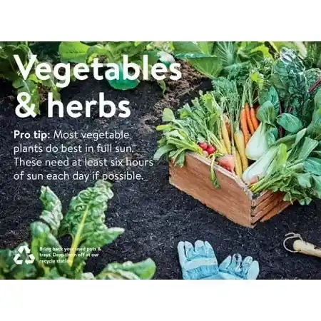 19.3 Ounce Calabacita Squash Seedling - Fresh Vegetable Garden Starter