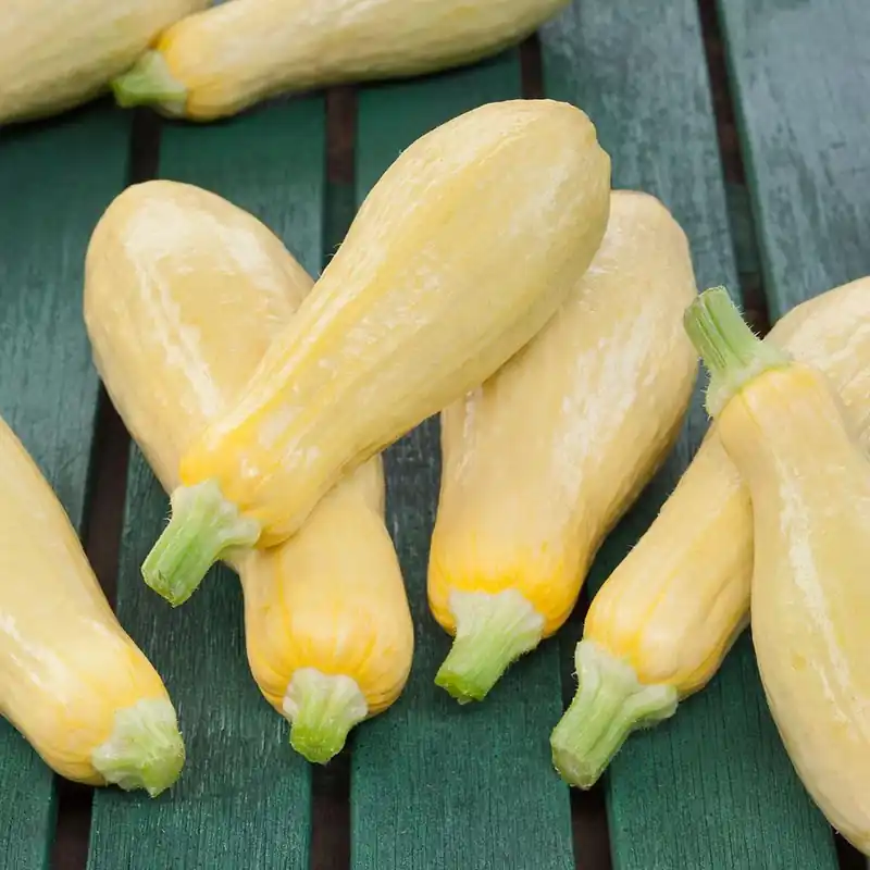 4.5 In. 19.3 Oz. Squash-straightneck - Fresh Vegetable Seedling