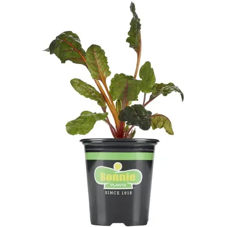Swiss Chard 4.5-inch Pot - 25 Ounce Fresh Vegetable Plant