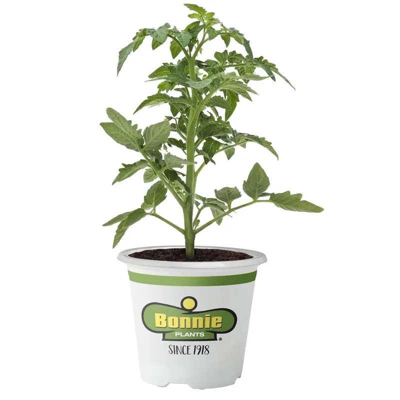 4.5 Inch Tomato Celebrity Plant - 19.3 Ounce Fresh Produce