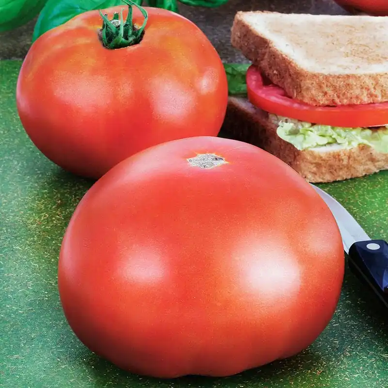 4.5 Inch Tomato-park‘s Whopper Plant - 19.3 Ounce Fresh Produce